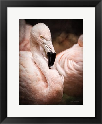 Framed Chilean Flamingo II Print