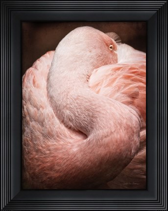 Framed Chilean Flamingo I Print