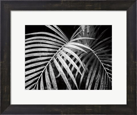 Framed Palm Fronds Print