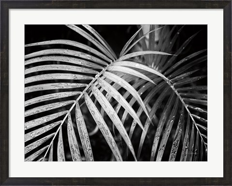 Framed Palm Fronds Print