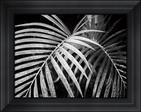 Framed Palm Fronds Print