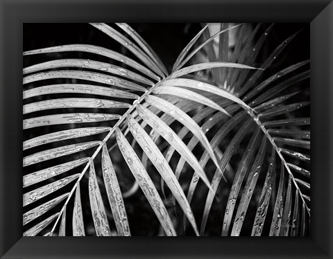 Framed Palm Fronds Print