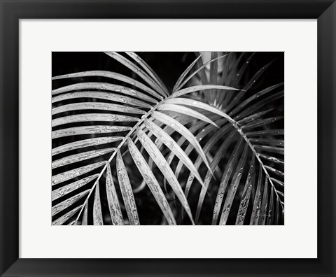 Framed Palm Fronds Print