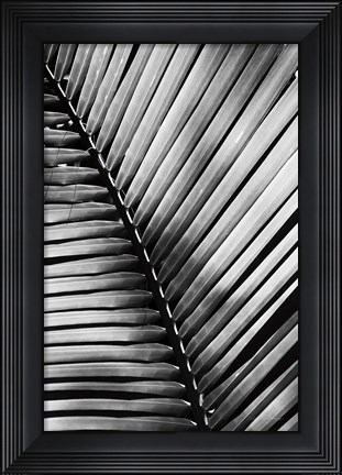 Framed Palm Frond I Print