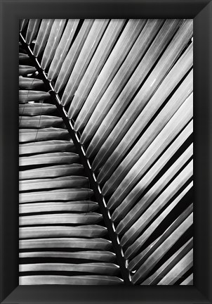 Framed Palm Frond I Print