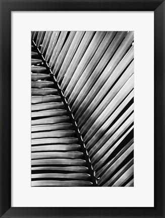 Framed Palm Frond I Print