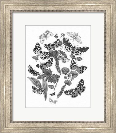 Framed Butterfly Bouquet IV Linen BW IV Print