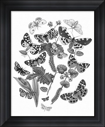 Framed Butterfly Bouquet IV Linen BW IV Print