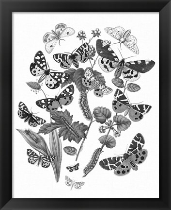 Framed Butterfly Bouquet IV Linen BW IV Print