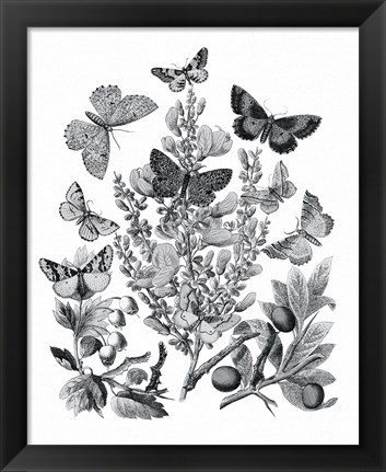 Framed Butterfly Bouquet II Linen BW II Print