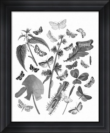 Framed Butterfly Bouquet III Linen BW III Print