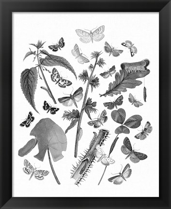 Framed Butterfly Bouquet III Linen BW III Print