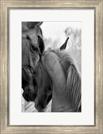 Framed Cheers n&#39; Foal Print