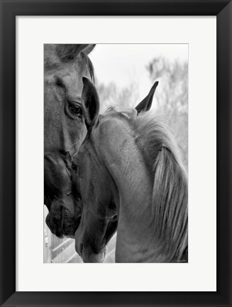 Framed Cheers n&#39; Foal Print