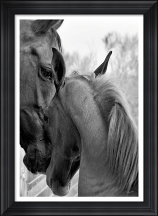 Framed Cheers n&#39; Foal Print