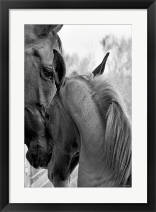 Framed Cheers n&#39; Foal Print