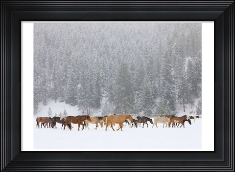 Framed Montana Horses Print