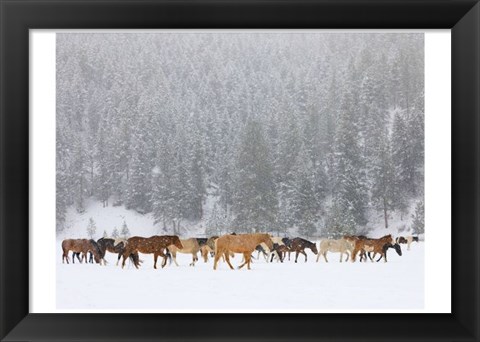 Framed Montana Horses Print