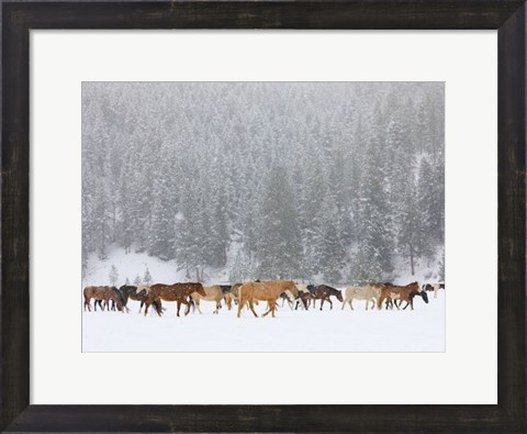 Framed Montana Horses Print