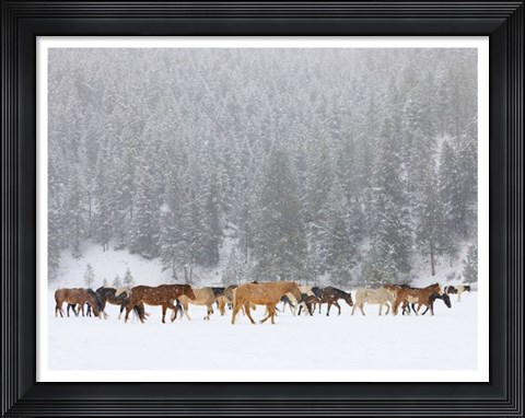 Framed Montana Horses Print