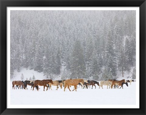 Framed Montana Horses Print