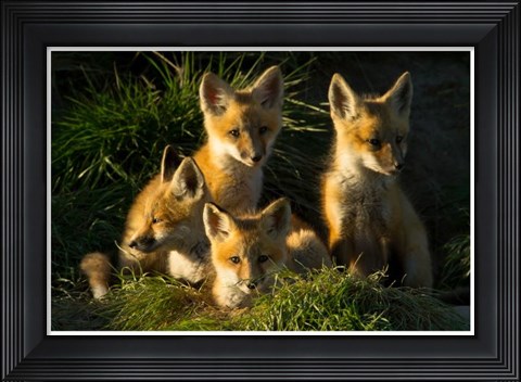 Framed Red Fox Kits Print