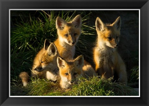 Framed Red Fox Kits Print