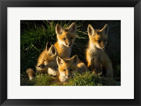 Framed Red Fox Kits Print