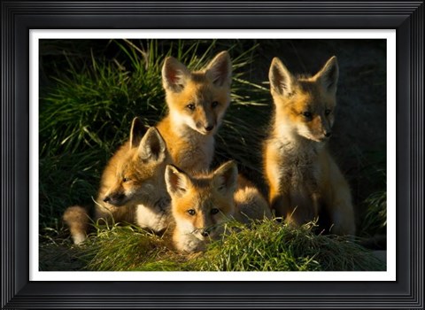 Framed Red Fox Kits Print