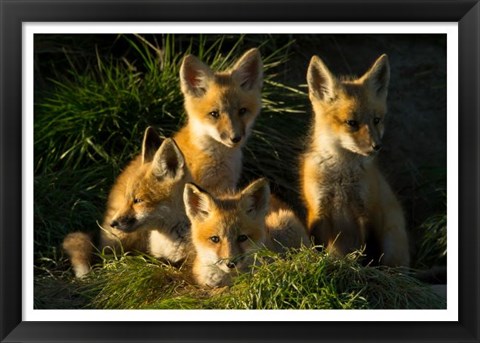 Framed Red Fox Kits Print