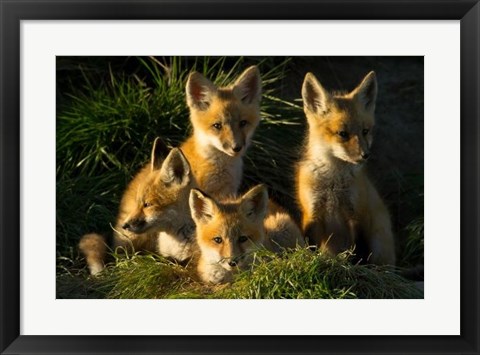 Framed Red Fox Kits Print