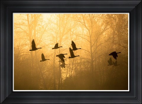 Framed Geese in the Mist Print