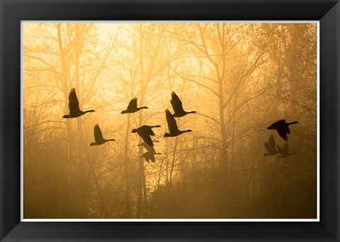 Framed Geese in the Mist Print