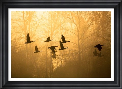 Framed Geese in the Mist Print