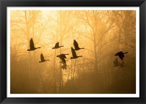 Framed Geese in the Mist Print