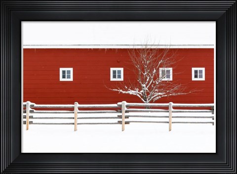 Framed Red Bitterroot Barn Print