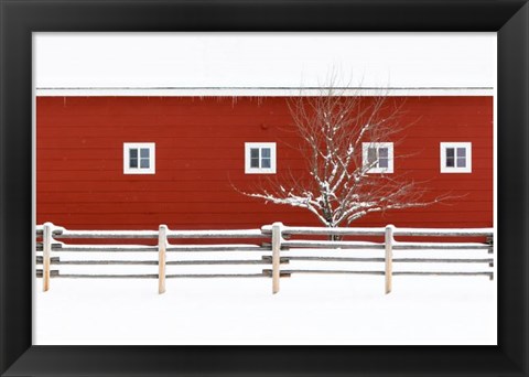 Framed Red Bitterroot Barn Print