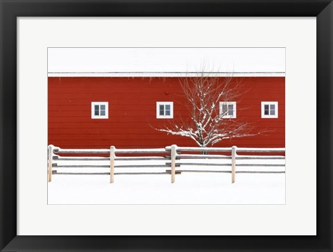 Framed Red Bitterroot Barn Print