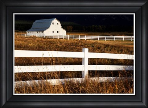 Framed White Bitterroot Barn Print