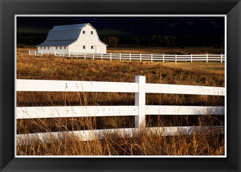 Framed White Bitterroot Barn Print