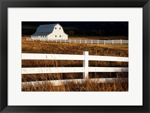 Framed White Bitterroot Barn Print