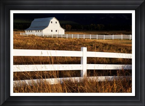 Framed White Bitterroot Barn Print