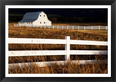 Framed White Bitterroot Barn Print