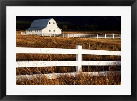 Framed White Bitterroot Barn Print