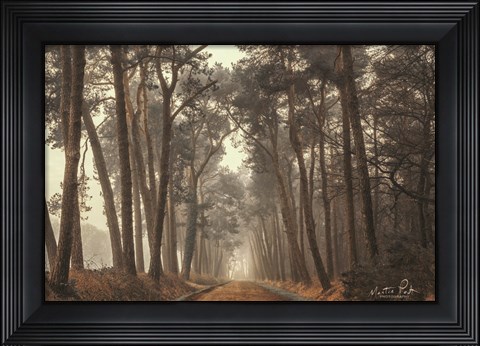 Framed Path of Pines Print