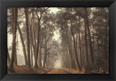 Framed Path of Pines Print