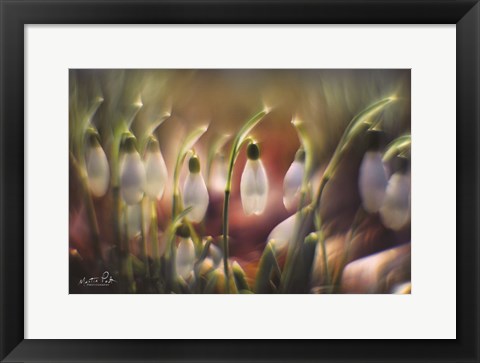 Framed Snowdrops Print