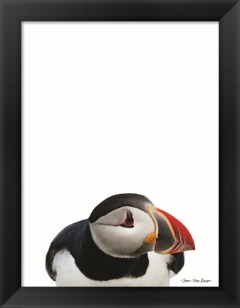 Framed Artic Puffin Print