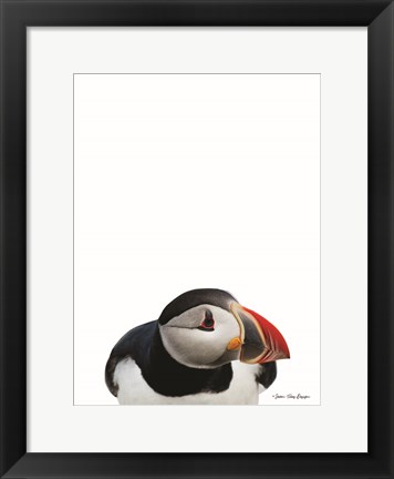 Framed Artic Puffin Print