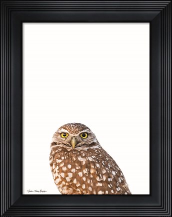 Framed Young Owl Print